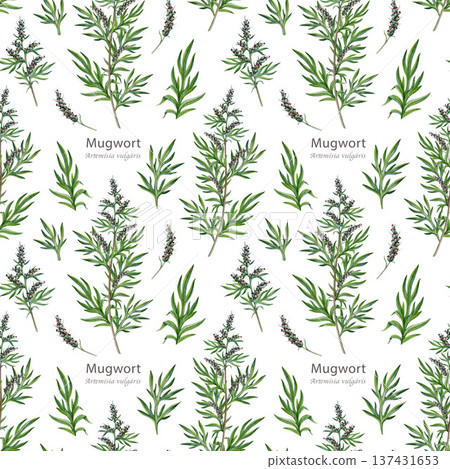 Mugwort plant seamless pattern element on white background. Hand drawn artemisia vulgaris medicinal herb watercolor illustration. Mugwort stem, leaves and flowers alternative herbal medicine element 137431653