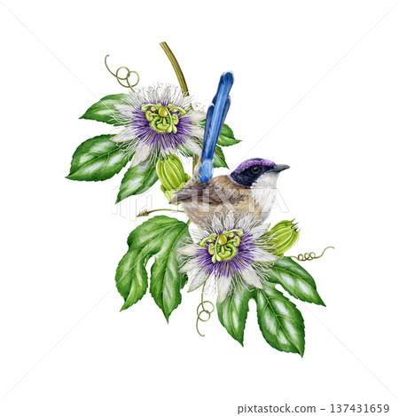 Bright tropical bird with exotic flowers watercolor illustration. Hand drawn Australian fairy wren bird perched on passionflower vine vintage style realistic illustration on white background Bright tropical bird with exotic flowers watercolor illustration. Hand drawn Australian fairy wren bird perched on passionflower vine vintage style realistic illustration on white background 137431659