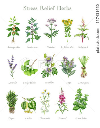 Stress relief medicinal herbs watercolor illustration set. Hand drawn medicinal plants for mental healing and brain relaxation on white background. Vintage style botanical collection Stress relief medicinal herbs watercolor illustration set. Hand drawn medicinal plants for mental healing and brain relaxation on white background. Vintage style botanical collection 137431660