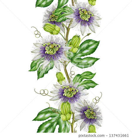 Passiflora vine with flowers, leaves seamless border decoration. Hand drawn passion flower plant vintage style watercolor botanical illustration. Passiflora plant seamless border on white background Passiflora vine with flowers, leaves seamless border decoration. Hand drawn passion flower plant vintage style watercolor botanical illustration. Passiflora plant seamless border on white background 137431661