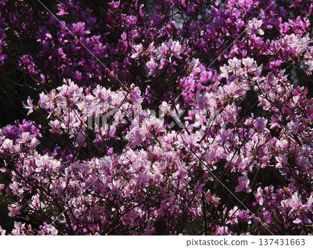 誘惑之舞 137431663