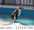 Penguins at the zoo 137431780