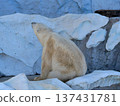 Polar bear of a zoo 137431781