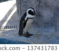 penguin in the zoo 137431783