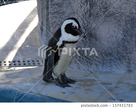動物園裡的企鵝 動物園裡的企鵝 137431783
