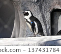 penguin standing on a rock 137431784