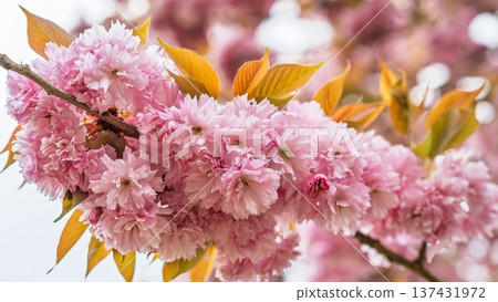 Exquisite Pink Cherry Blossoms in Full Bloom, a Delicate Floral Display of Springtime Beauty Exquisite Pink Cherry Blossoms in Full Bloom, a Delicate Floral Display of Springtime Beauty 137431972