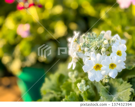 Bathed in the afternoon sunshine ~Cute primula flowers~ Bathed in the afternoon sunshine ~Cute primula flowers~ 137432394