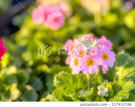 Bathed in the afternoon sunshine ~Cute primula flowers~ Bathed in the afternoon sunshine ~Cute primula flowers~ 137432396