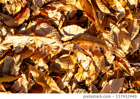 Dead leaves piled up on the ground 137432440