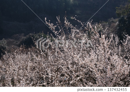 山坡上盛開著白色的梅花 山坡上盛開著白色的梅花 137432455