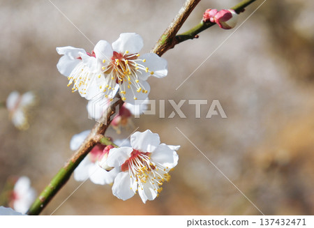white plum blossom white plum blossom 137432471
