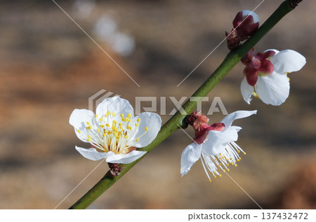 Plum blossoms telling the spring Plum blossoms telling the spring 137432472