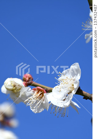 梅花 梅花 137432487