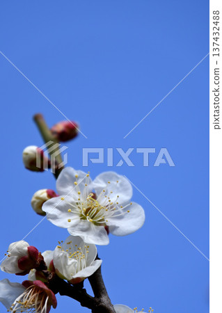梅花 137432488