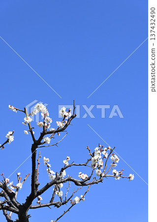 梅花 梅花 137432490