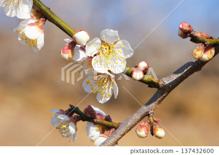 white plum blossom 137432600