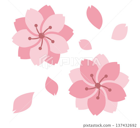 Double cherry blossoms and petals Double cherry blossoms and petals 137432692