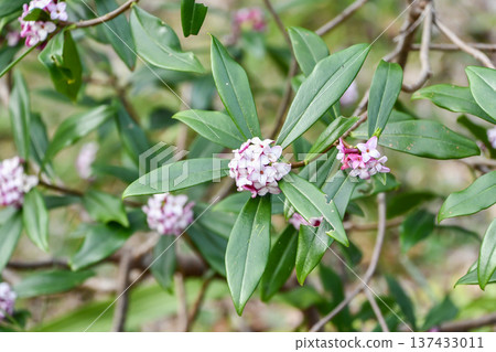 Daphne odora Winter Daphne Daphne odora Winter Daphne 137433011