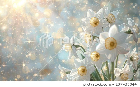 Fantastic spring flowers - Daffodils② 137433044