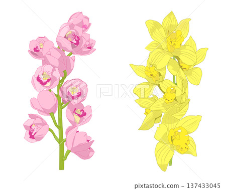 粉紅色和黃色的蘭花 137433045