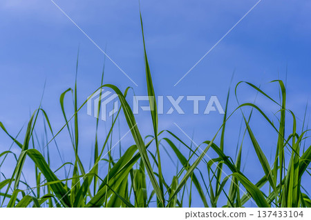 夏天的草地和 137433104