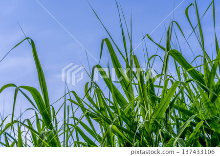 Summer grass and Summer grass and 137433106