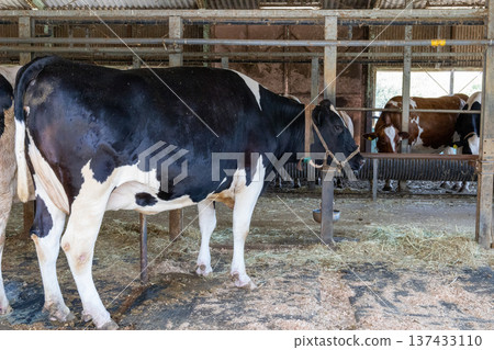 Narita Yume Farm August Cowshed Narita Yume Farm August Cowshed 137433110