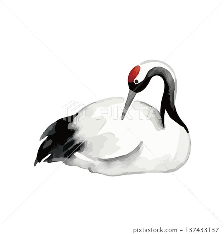 水彩風格的鶴插圖 137433137