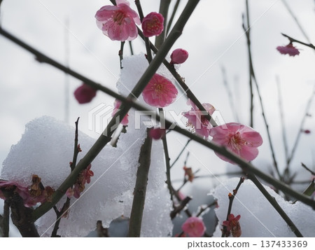 Plum blossoms with snow Plum blossoms with snow 137433369