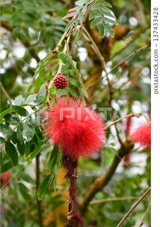 Red Sandalwood Red Sandalwood 137433428
