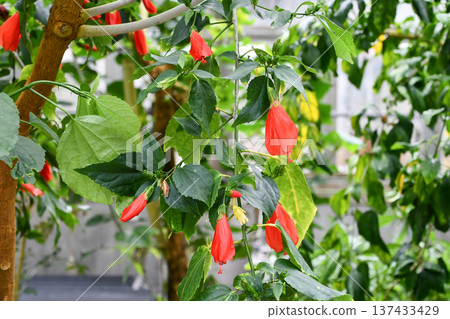 Firecracker Hibiscus Firecracker Hibiscus 137433429