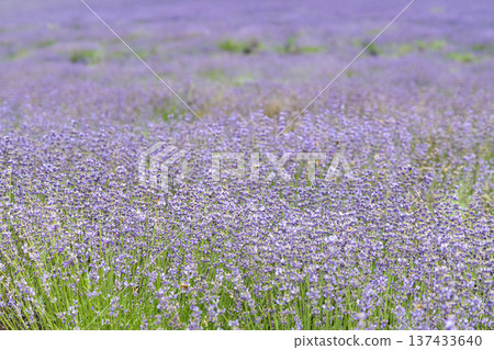 Beautiful lavender fields Beautiful lavender fields 137433640