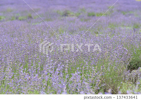 Beautiful lavender fields 137433641