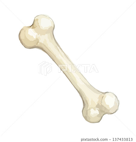 水彩風格的骨骼插圖 137433813