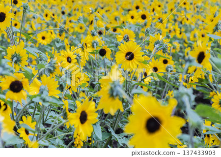 Lots of sunflowers Lots of sunflowers 137433903