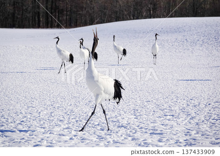 冬日景色：一群丹頂鶴聚集在白雪皚皚的田野上。 2026年1月29日，日本鶴井村 137433909