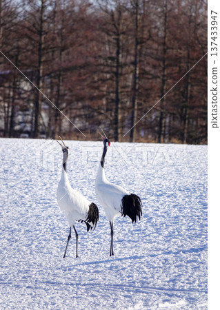 A pair of red-crowned cranes standing in a snowy field with a winter forest in the background. January 29, 2026, Tsurui Village, Japan 137433947