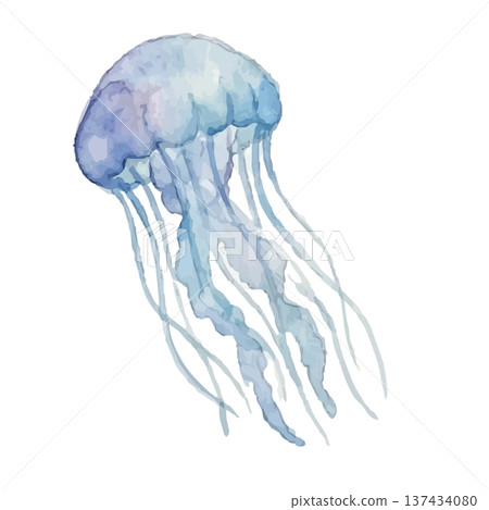 Watercolor style jellyfish illustration Watercolor style jellyfish illustration 137434080
