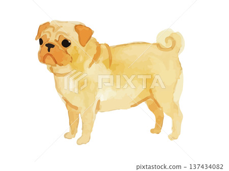 水彩風格的哈巴狗插圖 水彩風格的哈巴狗插圖 137434082