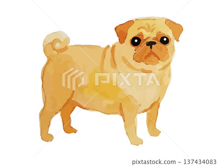 水彩風格的哈巴狗插圖 水彩風格的哈巴狗插圖 137434083