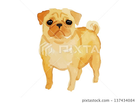 Watercolor style pug illustration Watercolor style pug illustration 137434084