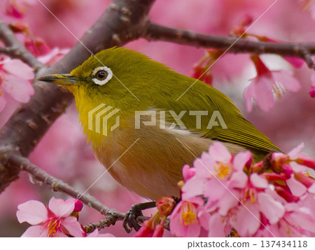 一隻日本繡眼鳥棲息在河津櫻花上,它是日本春季的野生鳥類。 一隻日本繡眼鳥棲息在河津櫻花上,它是日本春季的野生鳥類。 137434118