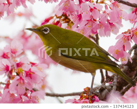 一隻日本繡眼鳥棲息在河津櫻花上,它是日本春季的野生鳥類。 一隻日本繡眼鳥棲息在河津櫻花上,它是日本春季的野生鳥類。 137434123