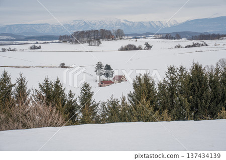 美瑛冬天的風景 137434139