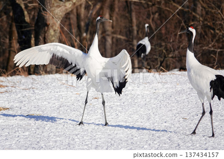 A red-crowned crane dancing with its wings spread wide in the winter snowfield. January 29, 2026, Tsurui Village, Japan A red-crowned crane dancing with its wings spread wide in the winter snowfield. January 29, 2026, Tsurui Village, Japan 137434157