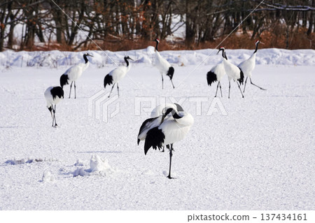 一群丹頂鶴在雪地裡單腳站立,梳理羽毛。 2026年1月29日,日本鶴井村 一群丹頂鶴在雪地裡單腳站立,梳理羽毛。 2026年1月29日,日本鶴井村 137434161