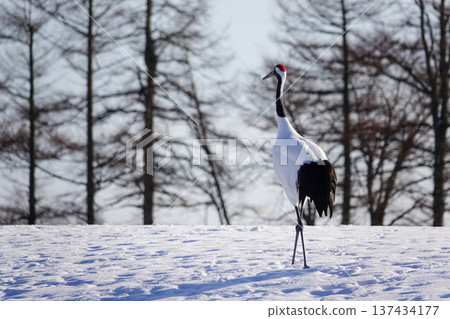 A red-crowned crane walking through a snowy field against the backdrop of a quiet winter forest. January 29, 2026, Tsurui Village, Japan A red-crowned crane walking through a snowy field against the backdrop of a quiet winter forest. January 29, 2026, Tsurui Village, Japan 137434177