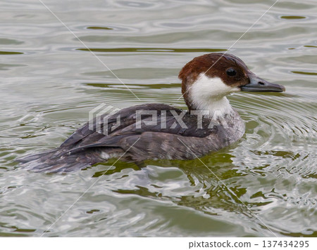 A female Smew swimming on the water surface. A winter bird. A female Smew swimming on the water surface. A winter bird. 137434295