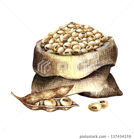 Soybeans in a burlap bag and a soy pod next to it. Hand-drawn watercolor illustration. Perfect for creating product labels, posters, banners, menus, and more. Soybeans in a burlap bag and a soy pod next to it. Hand-drawn watercolor illustration. Perfect for creating product labels, posters, banners, menus, and more. 137434339